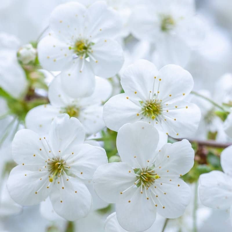 blooming white cherry blossoms