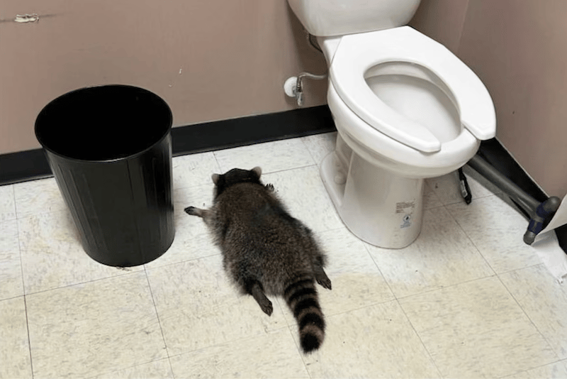 viral photo of the passed out raccoon on a Virginia liquor store restroom floor between a trash bin and a toilet