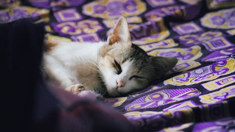 A calico cat sleeps on a patterned blanket.