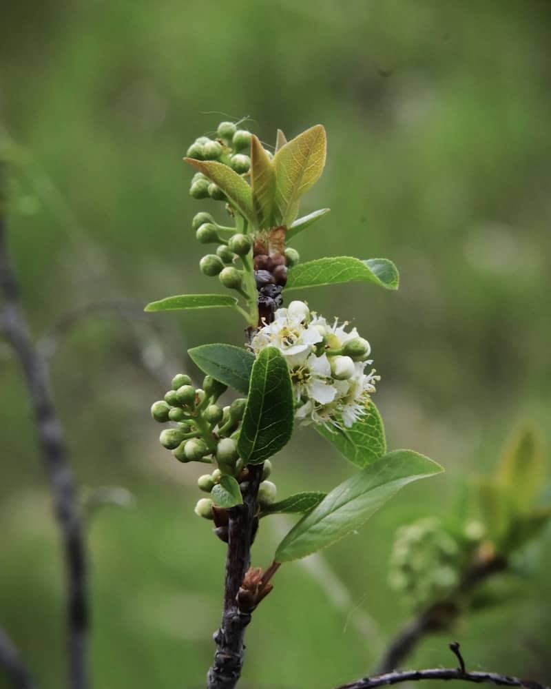 A branch with small white flowers and green buds.