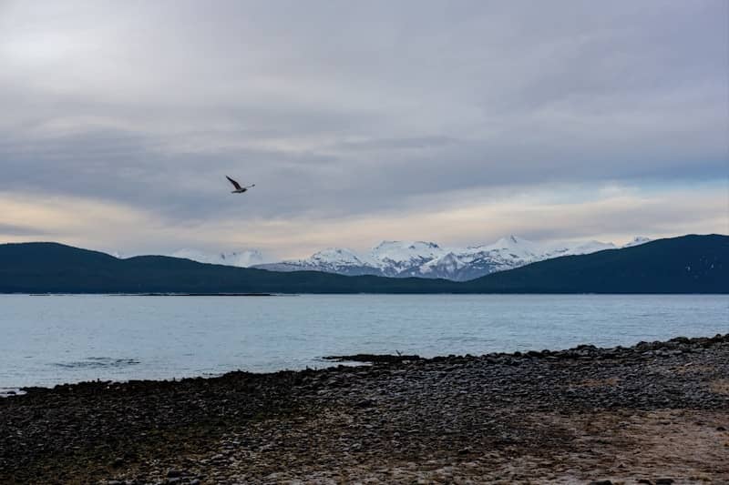 A bird flies over a calm lake with snow-capped mountains.