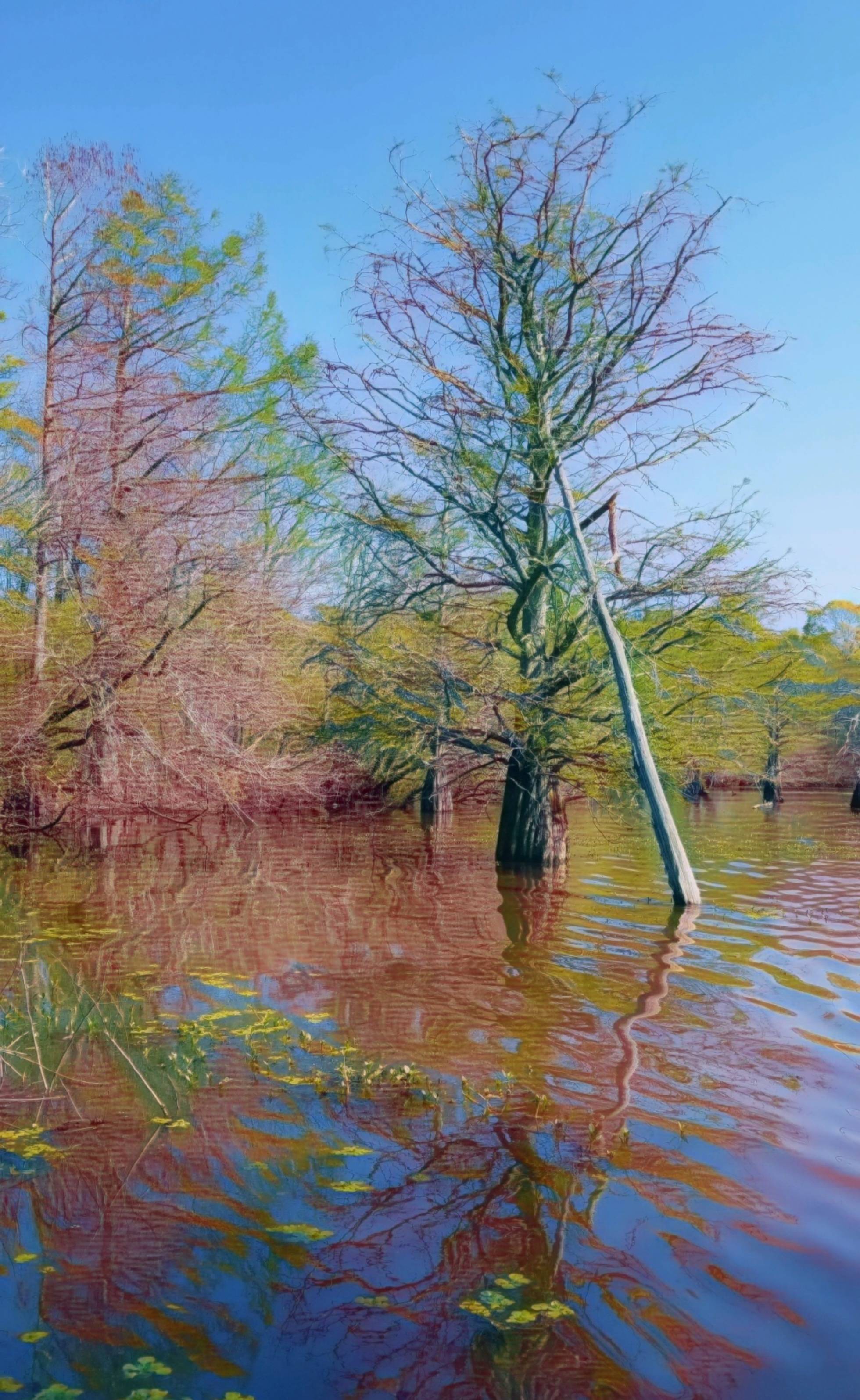 picture of cypress trees in water