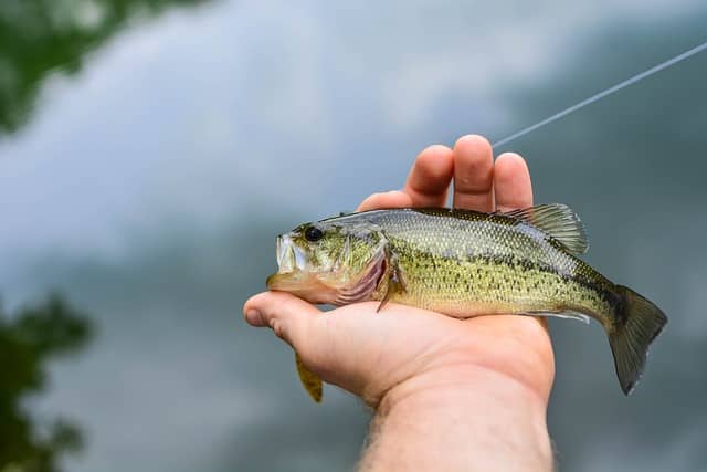 small largemouth bass caught