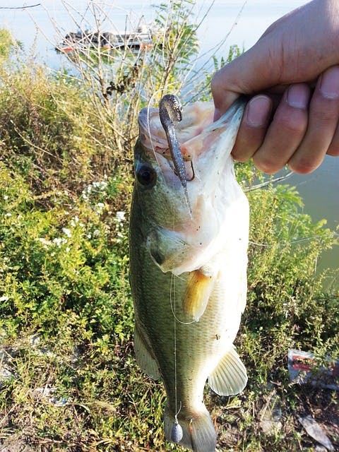 largemouth bass lipped with thumb and fingers