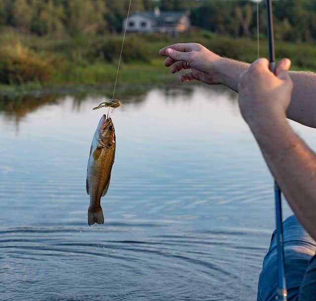 largemouth bass on hook by boat