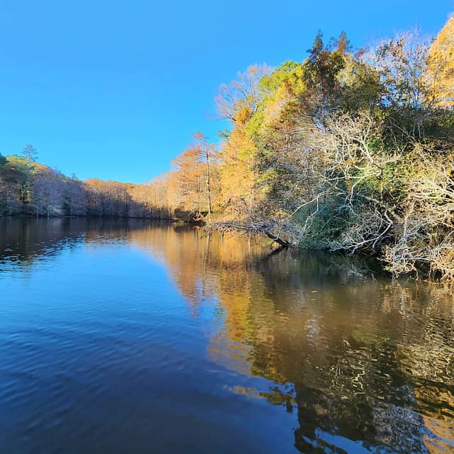 fall foliage on water 