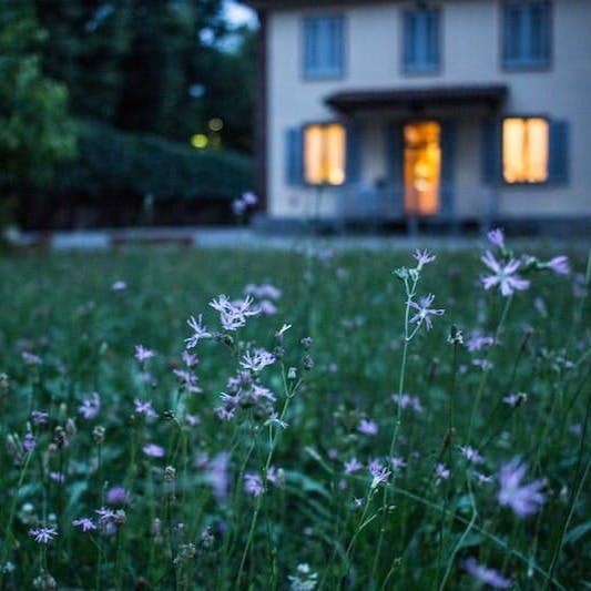 field of purple flower beside house