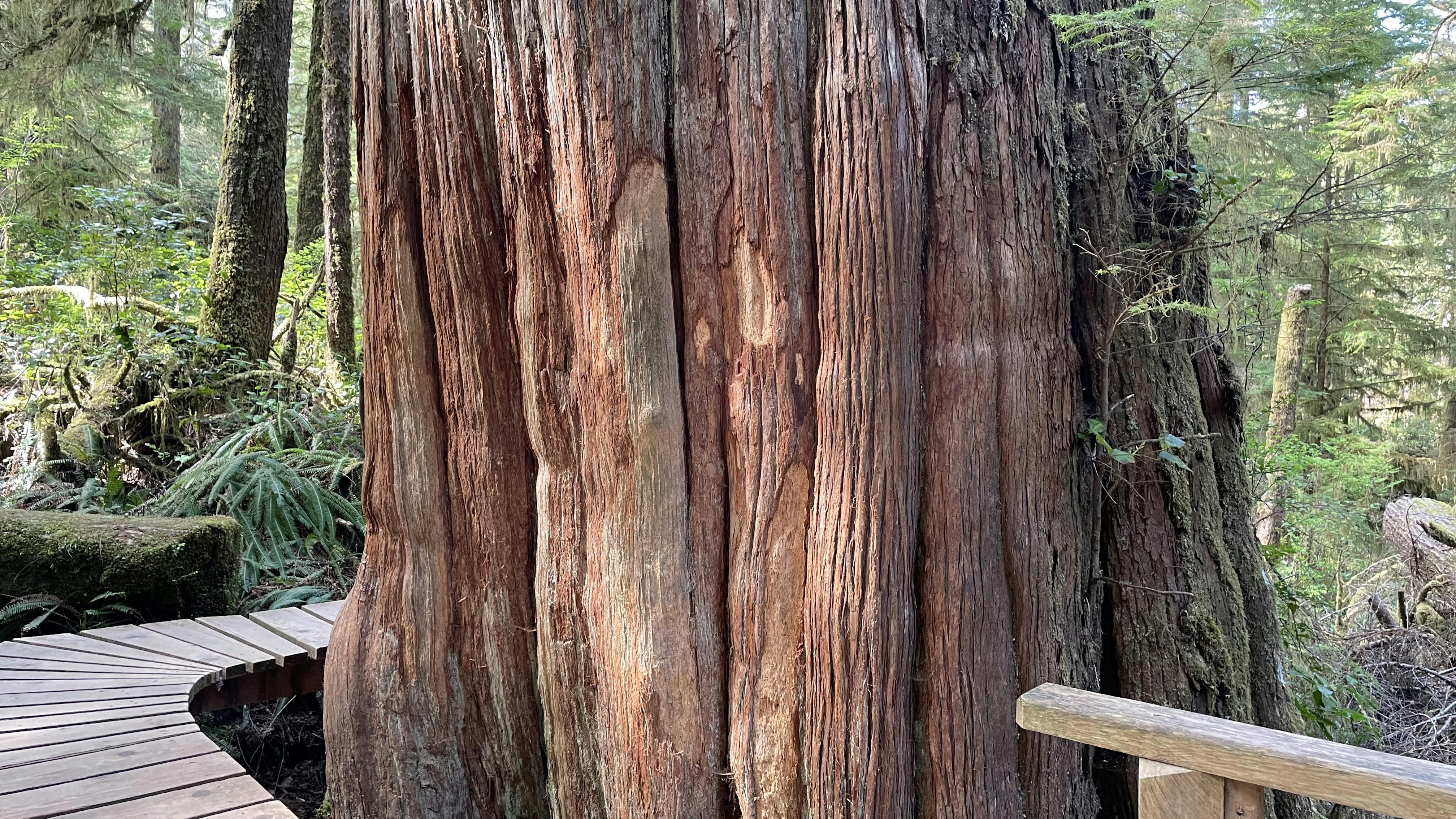 Large cedar tree along the Rainforest Trail, Vancouver Island