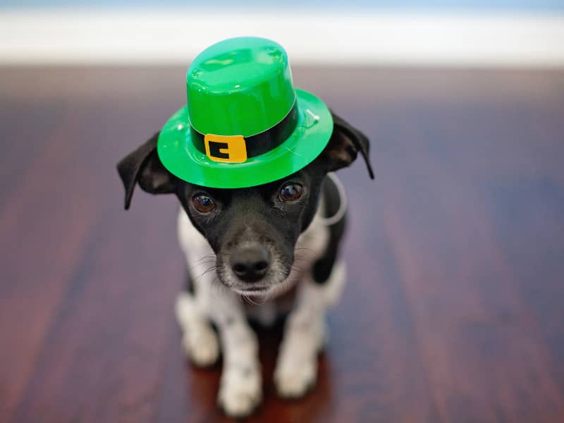 a cute puppy wearing a green St. Patricks Day hat. 