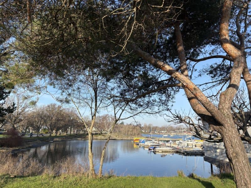 View of a marina with sailboats framed by evergreen tree branches. 