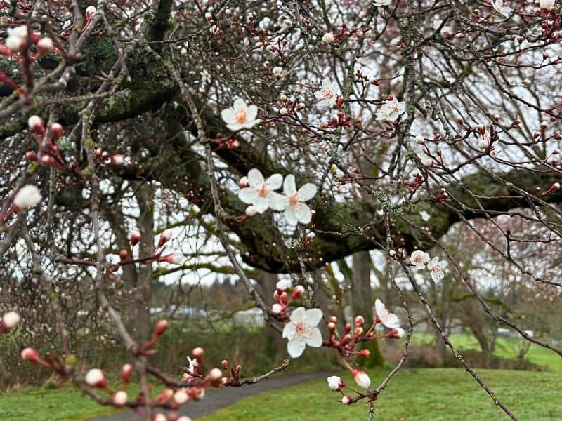 Close up of tree branches with small white flowers blooming and a walking path in the background. 