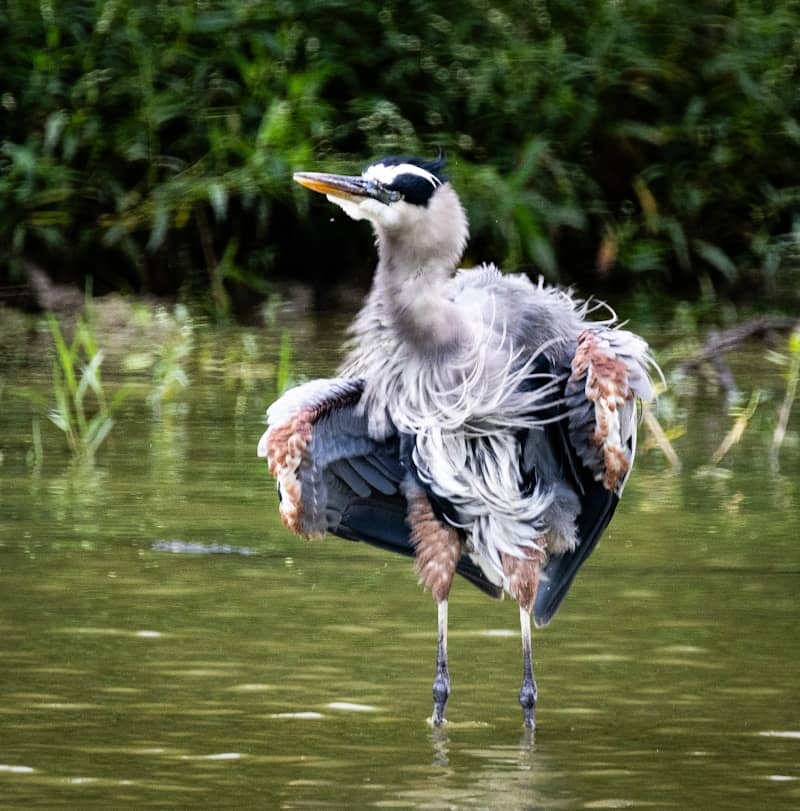 A bird standing in a body of water