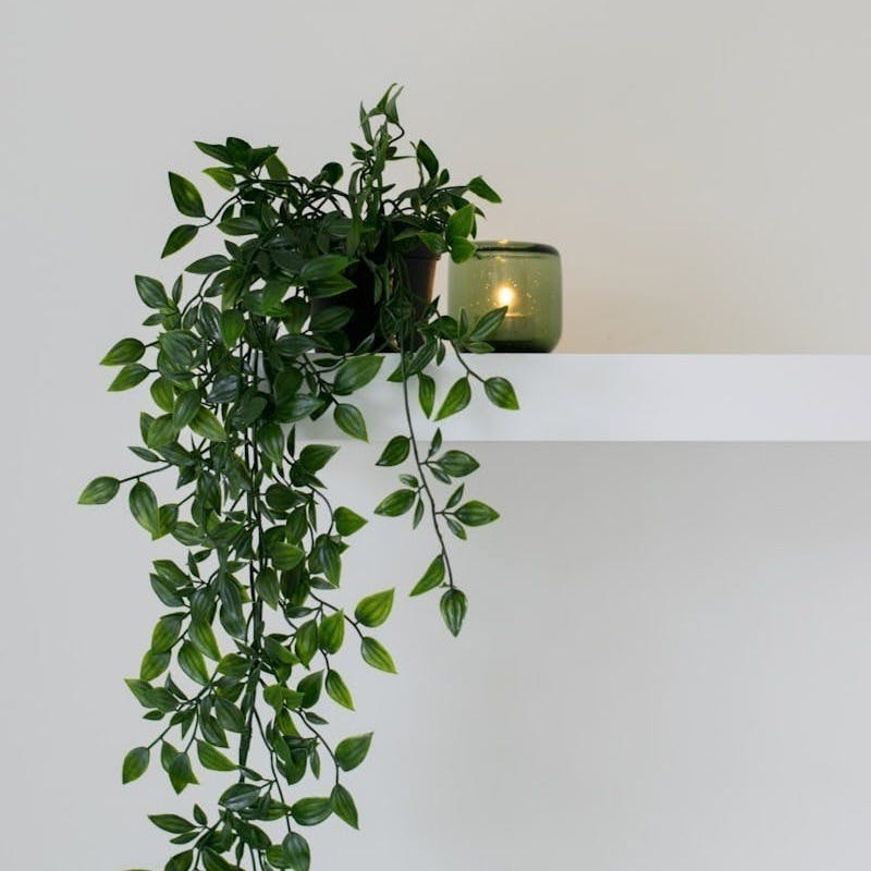 green leafed plant place on floating shelf