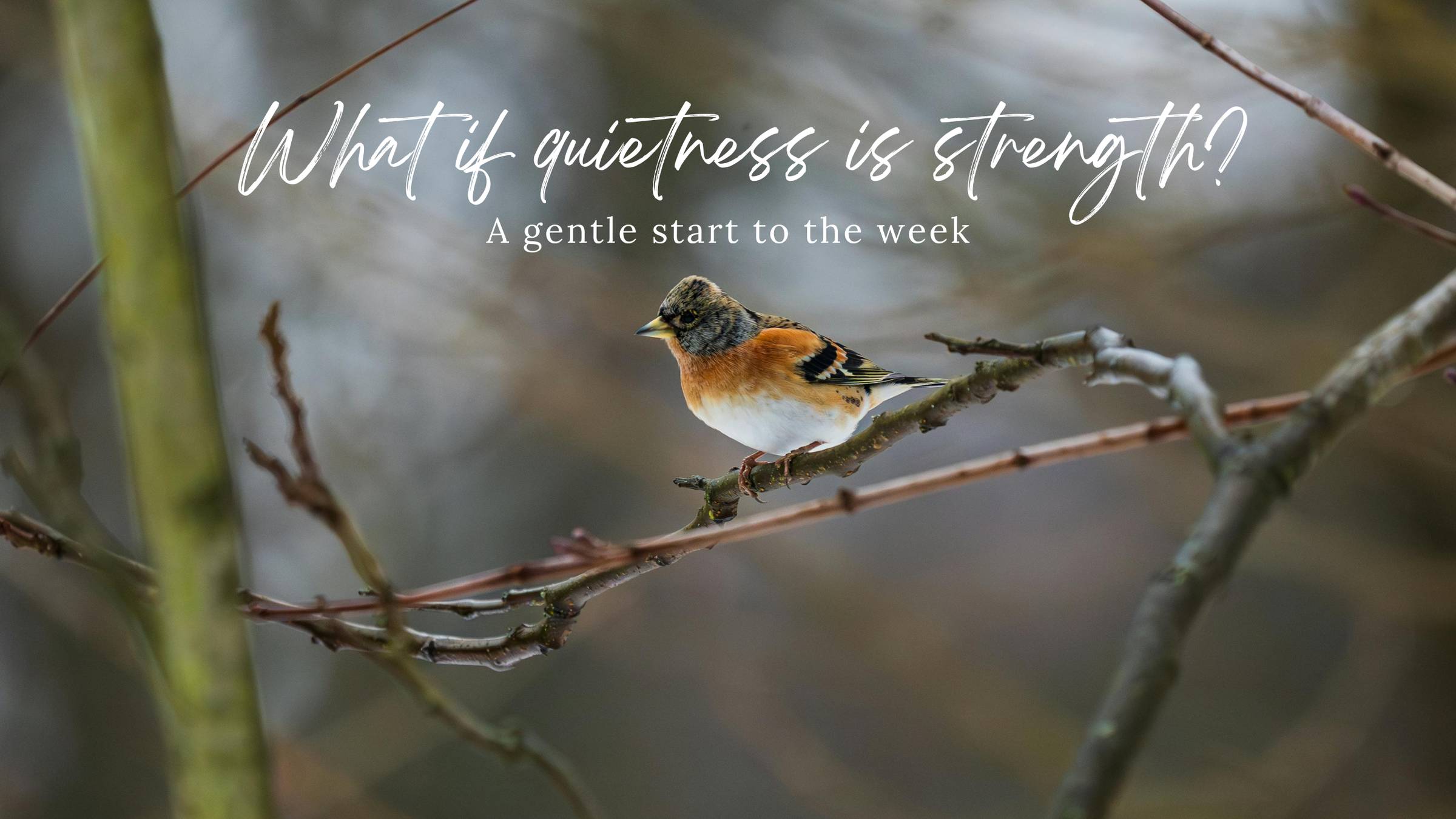 What if quietness is strength?