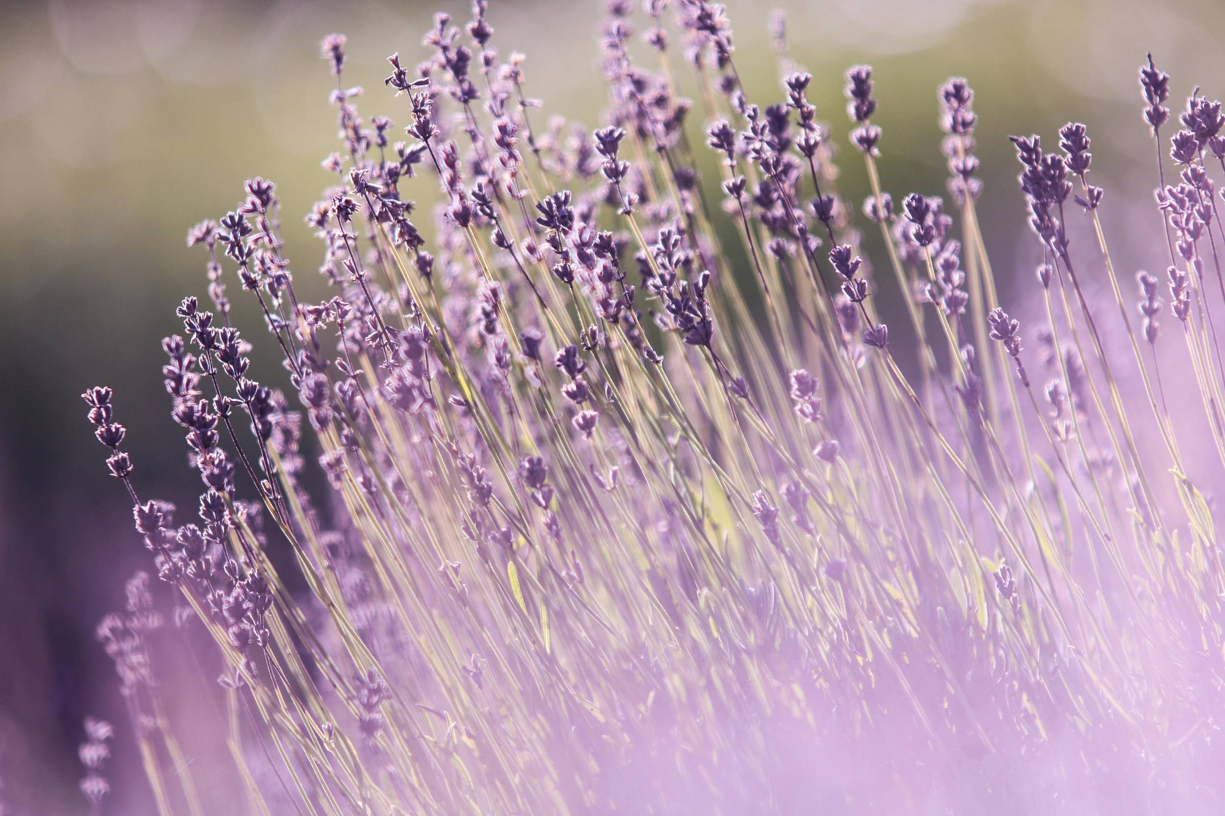 This week, we slow down, breathe deep, and let lavender remind us to rest.