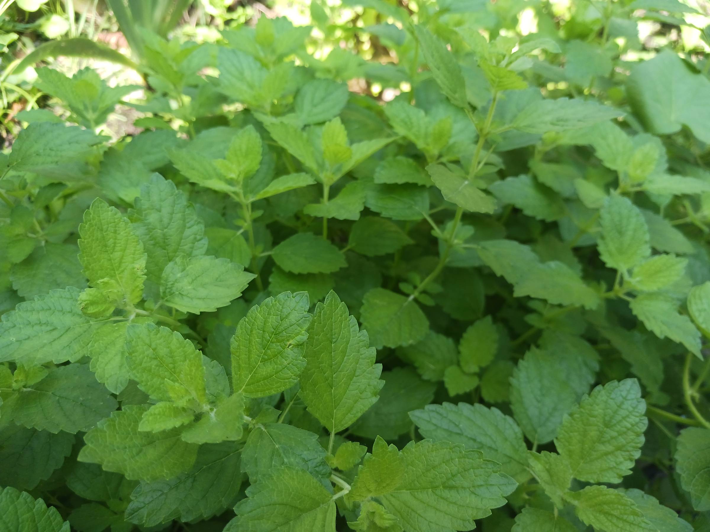 Summer Glow Facial Oil