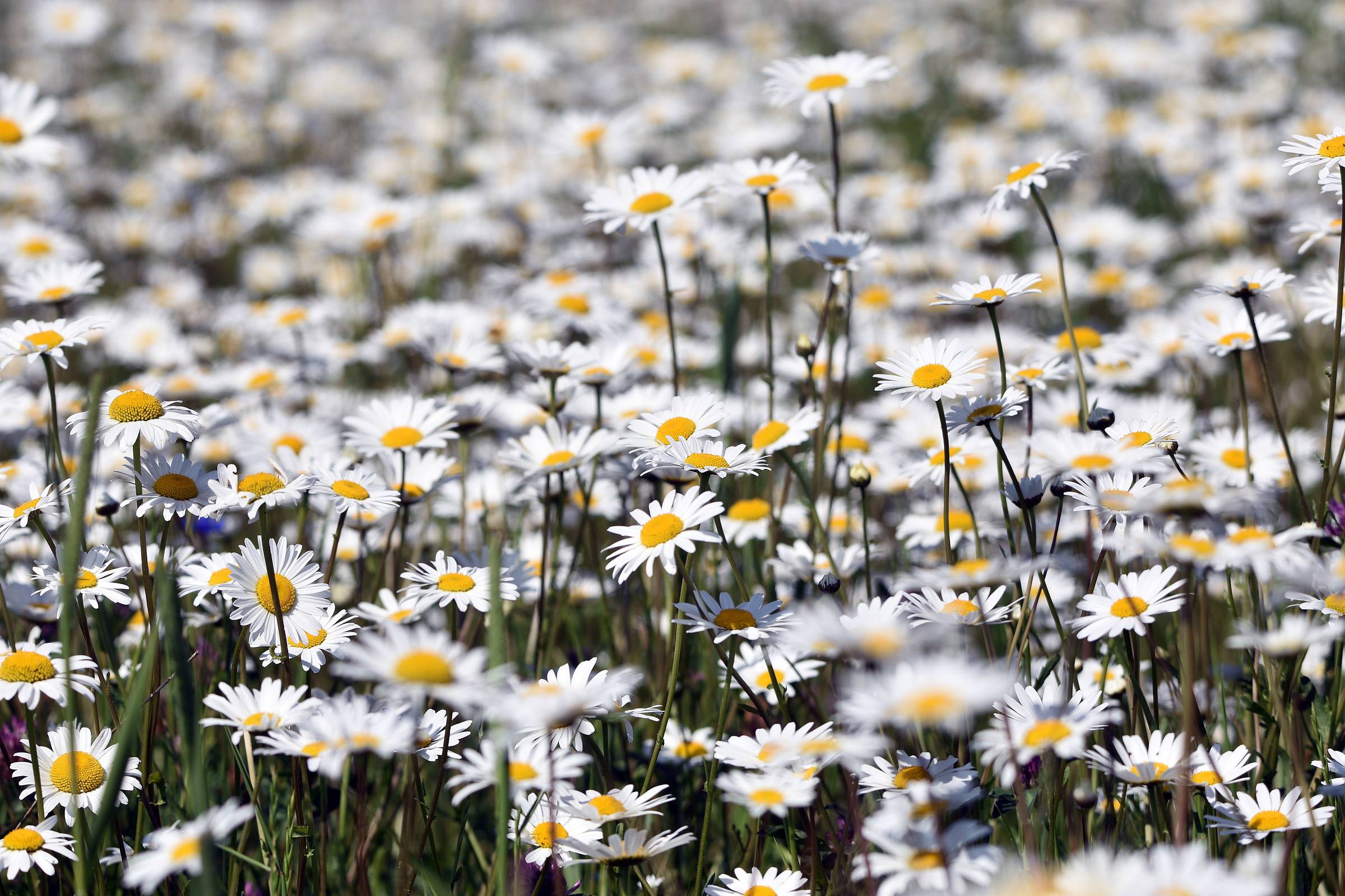 Plants Teach Us Beauty Chamomile & the Art of Gentleness