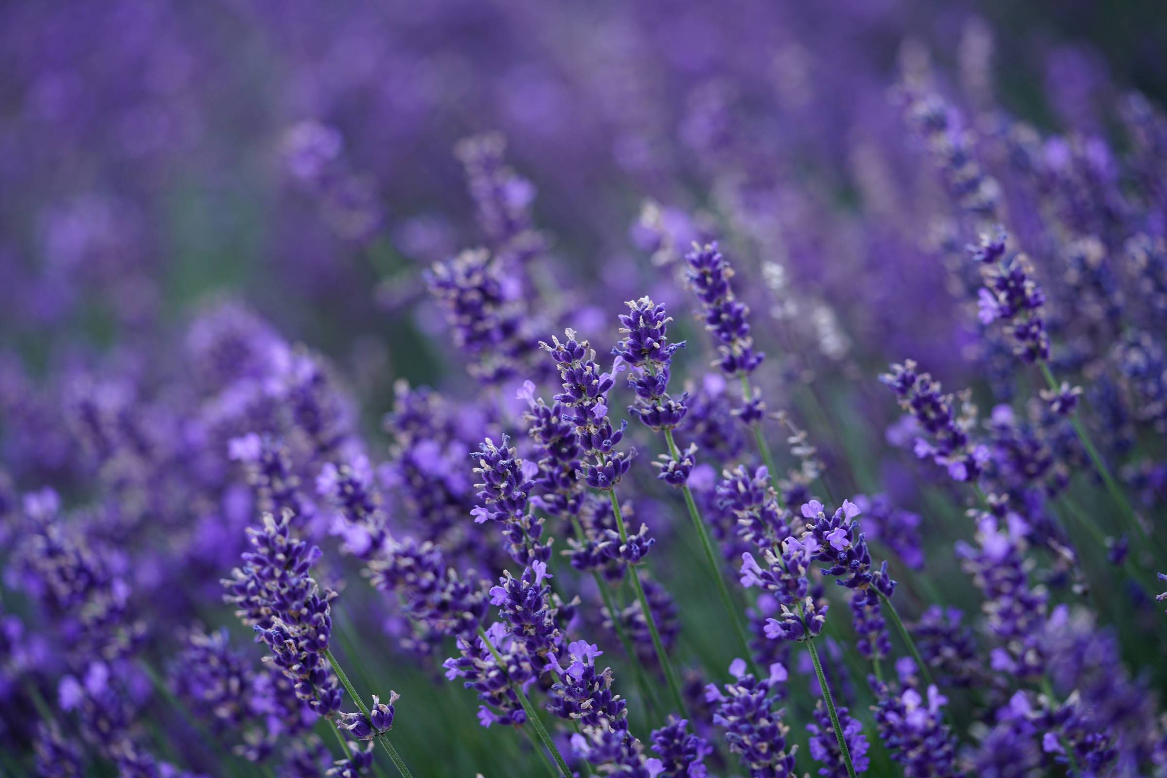  Mist Your Way to Radiant Skin This Summer