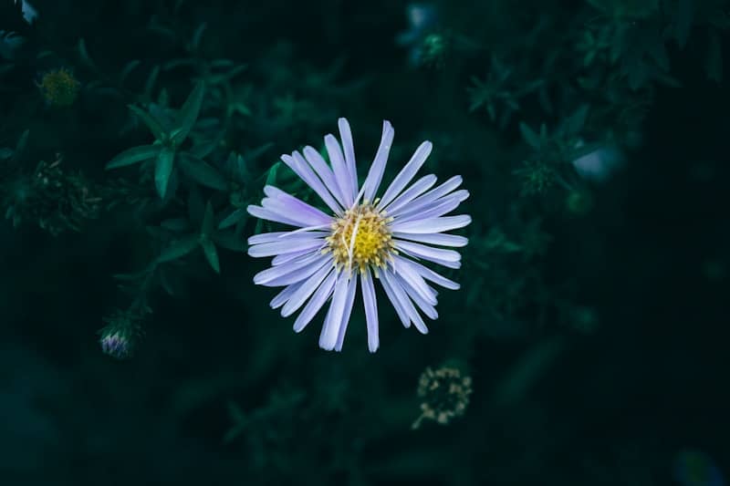 A single purple aster flower blooms against dark foliage.