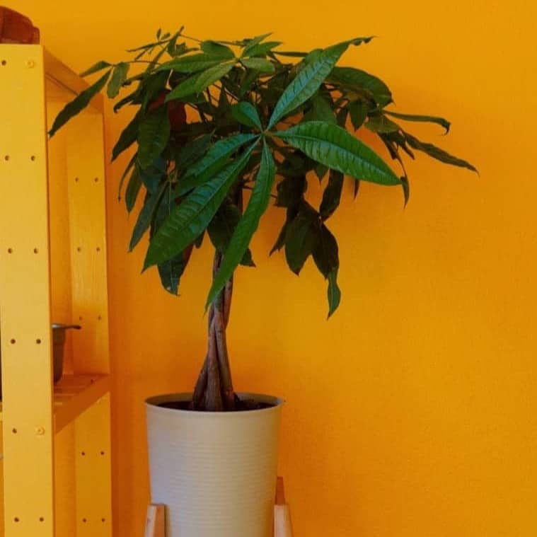 A potted money tree against an orange wall.