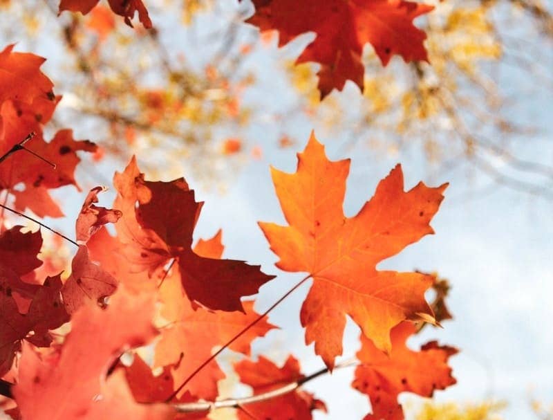 brown maple leaf
