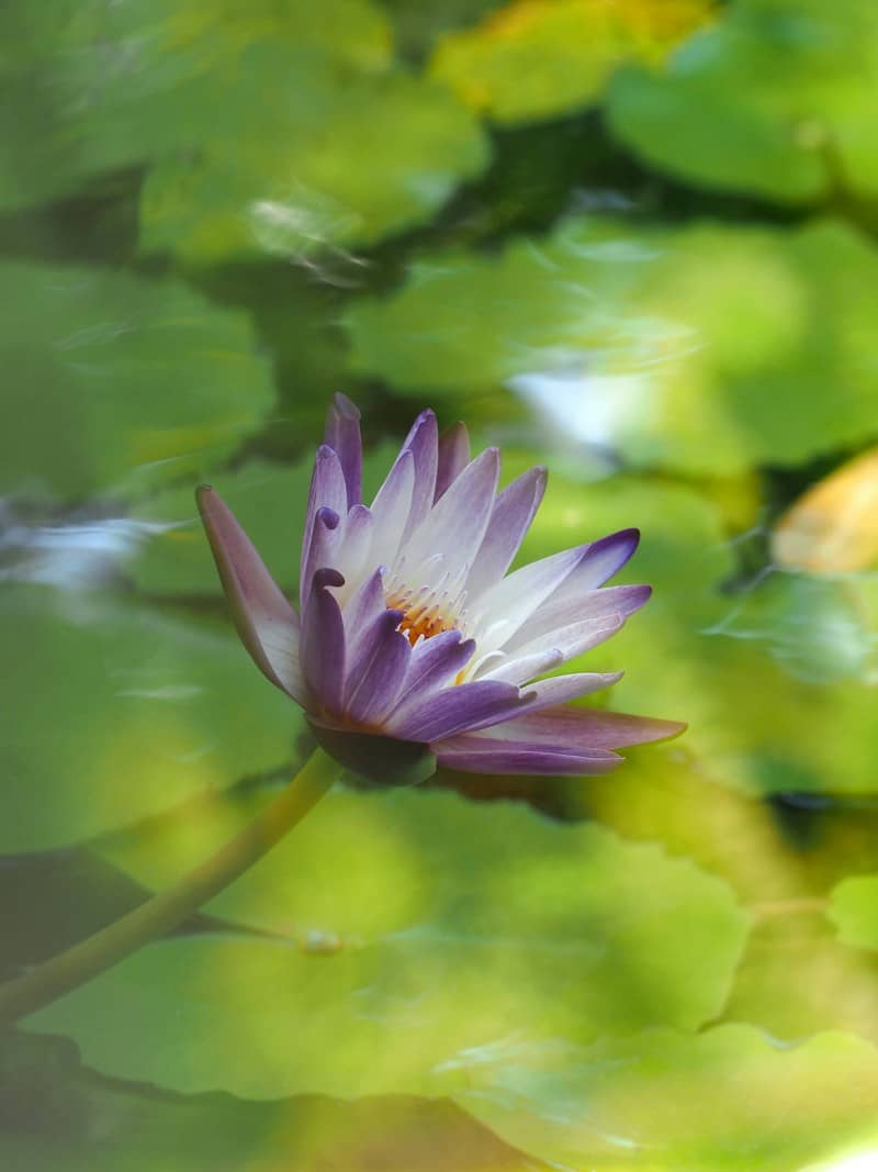 A purple and white water lily blooming above green lily pads in a pond