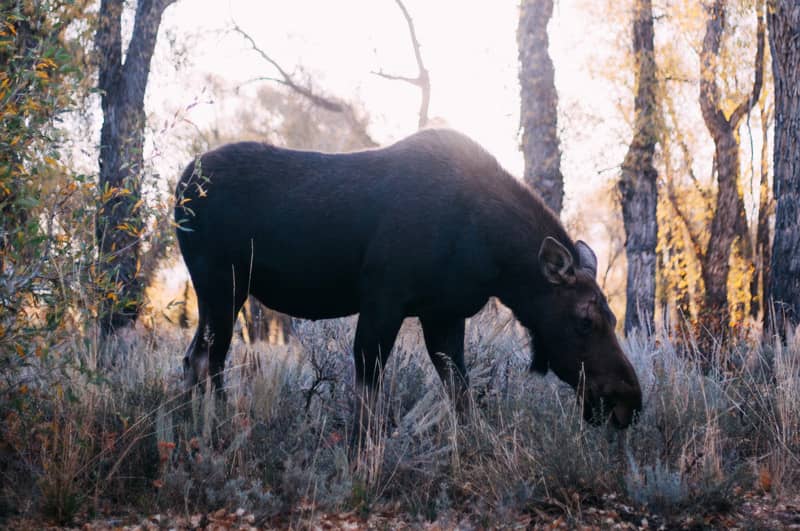 a moose in the woods delivering my animal spirit guide message