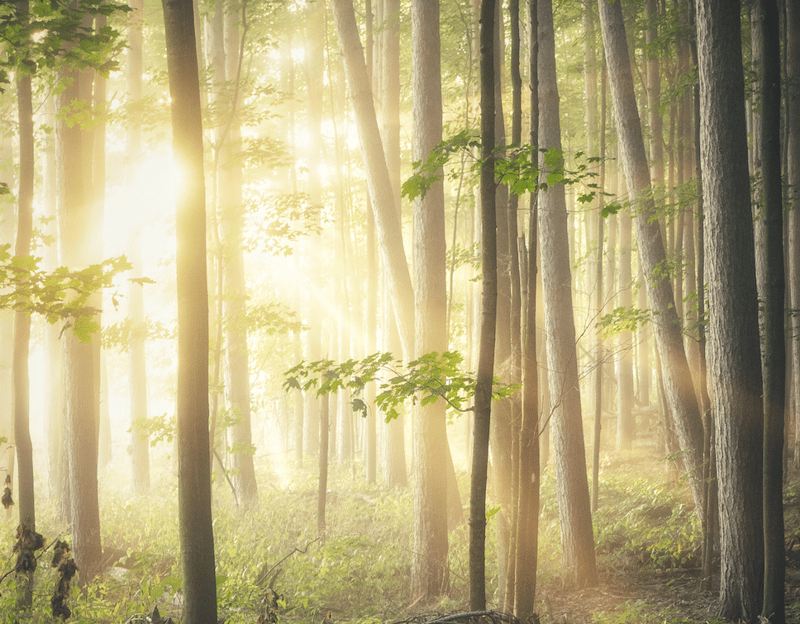 a beautiful photo of trees showing the health benefits of getting outside in nature