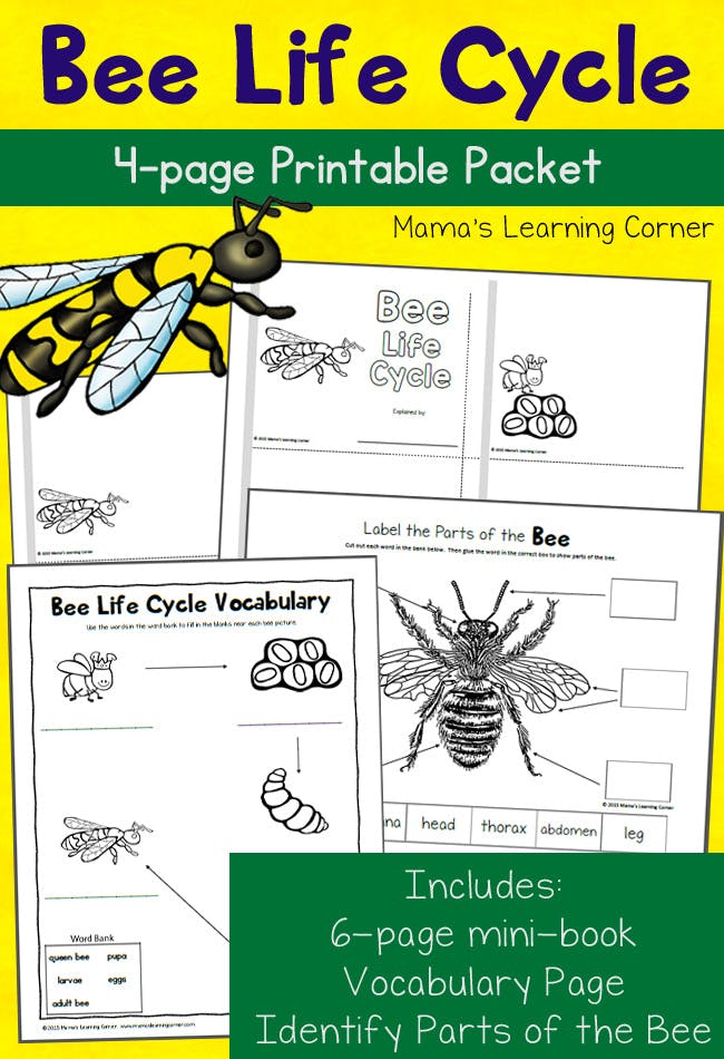 bee life cycle worksheets mamas learning corner