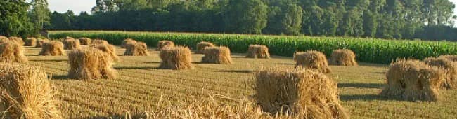 An image of a field of harvested corn - the grain, not the popcorn kind!