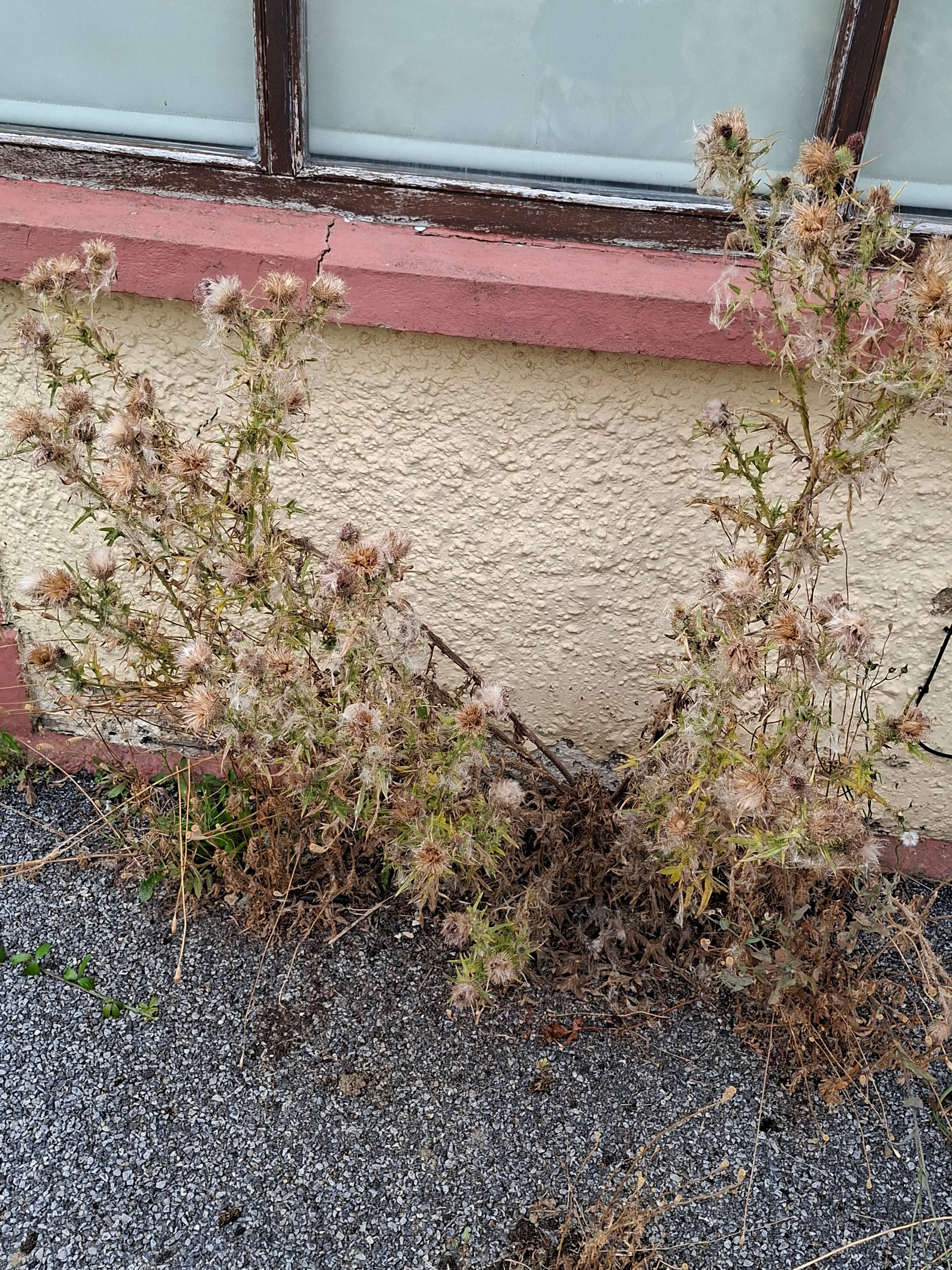 My four foot tall structural thistle in full, if dry, bloom