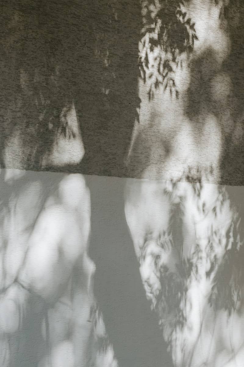 Tree leaf shadows cast on a textured wall with a horizontal dividing line