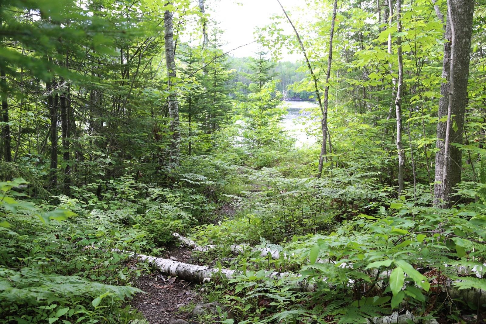 A narrow dirt trail through dense green forest with fallen logs along the path, opening toward a bright lake visible in the distance through the trees.