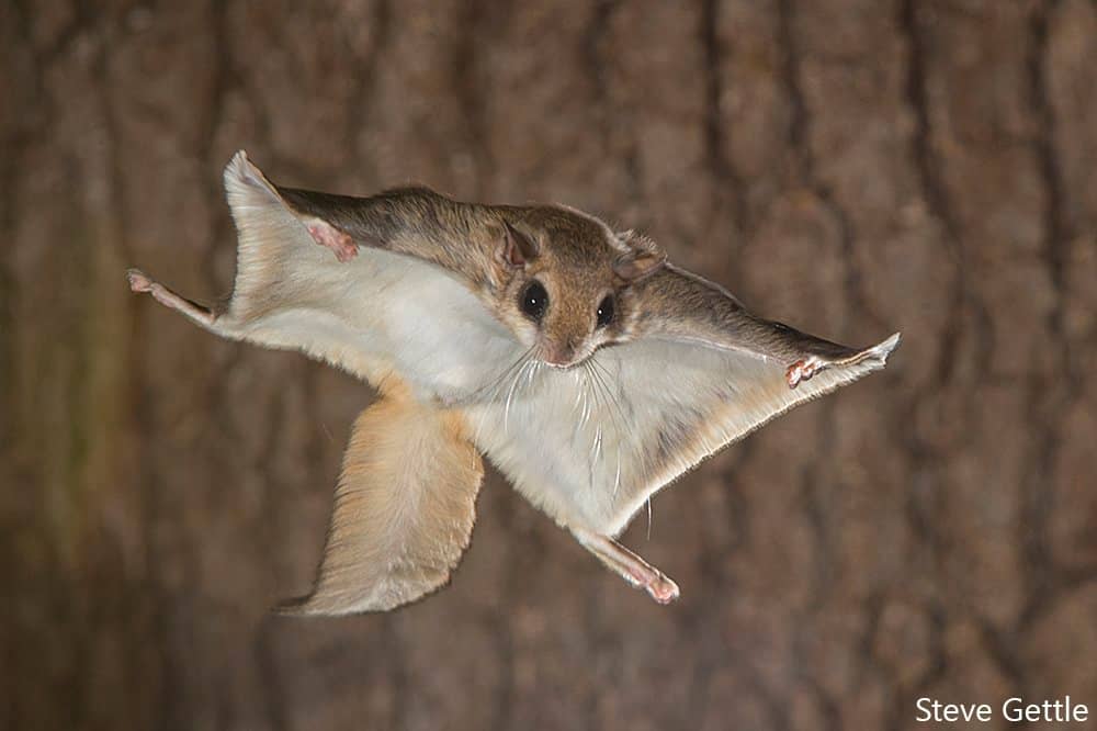 A brown flying squirrel gliding.