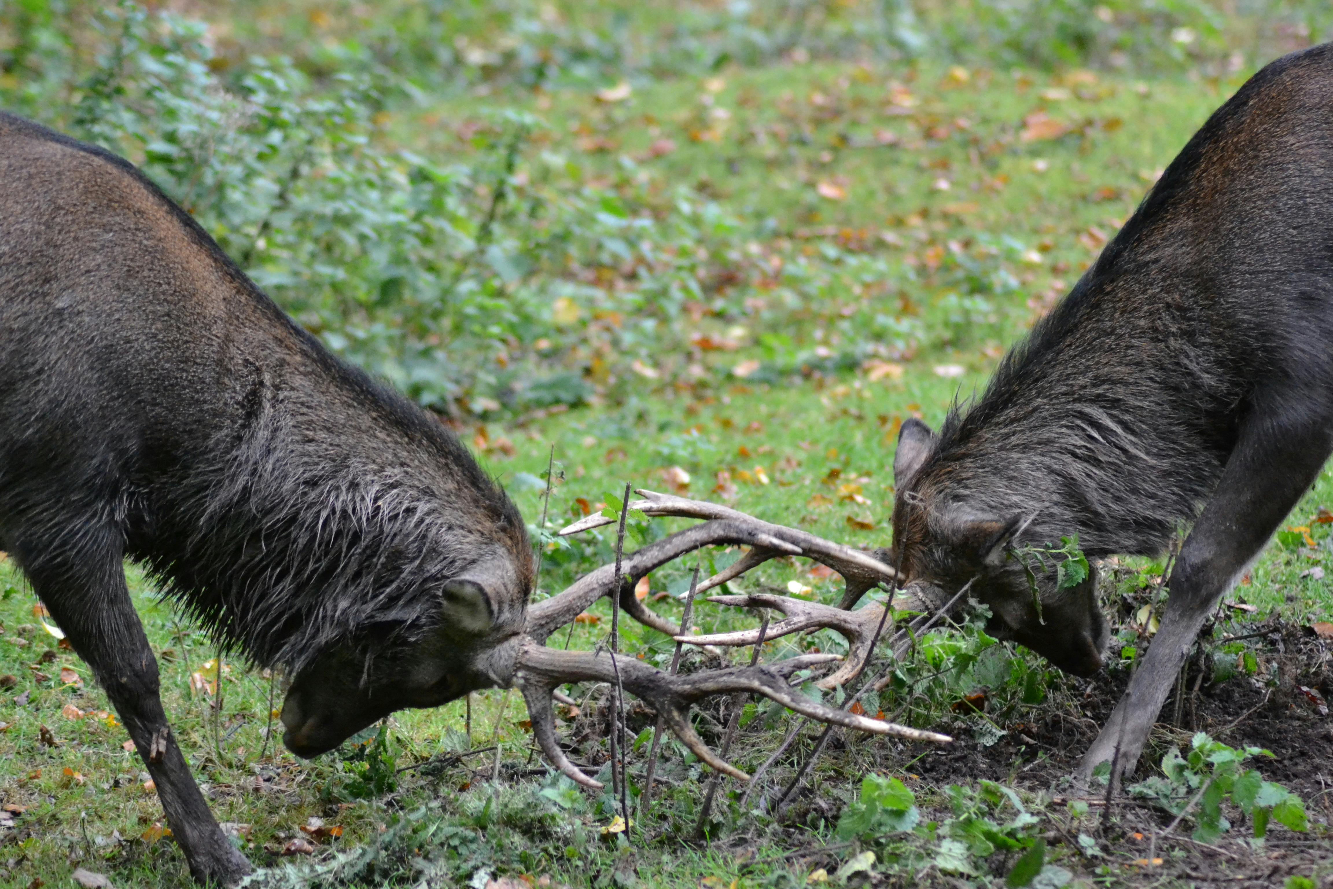 Two deer locking antlers on a grassy field