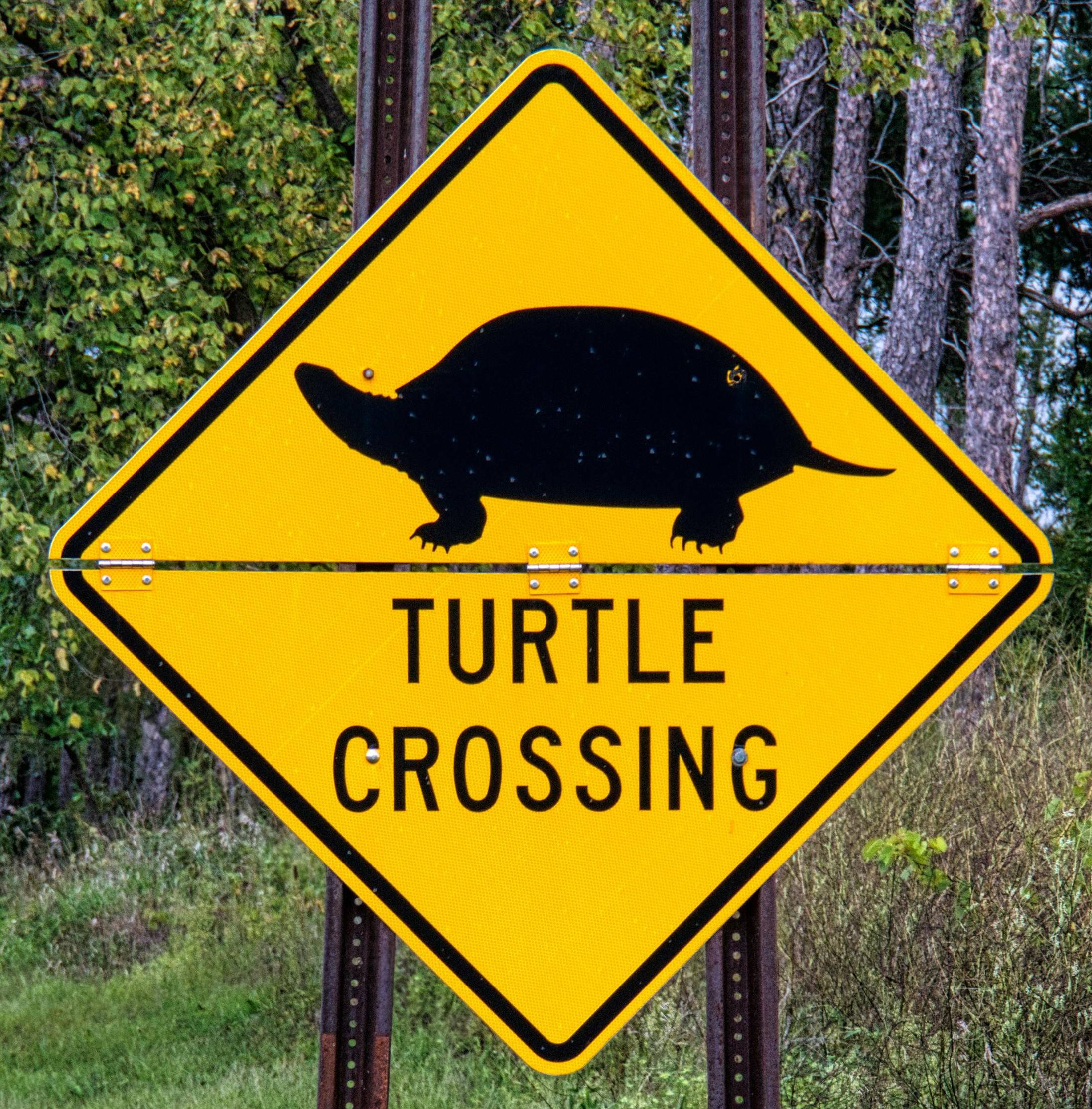 Yellow "Turtle Crossing" sign.