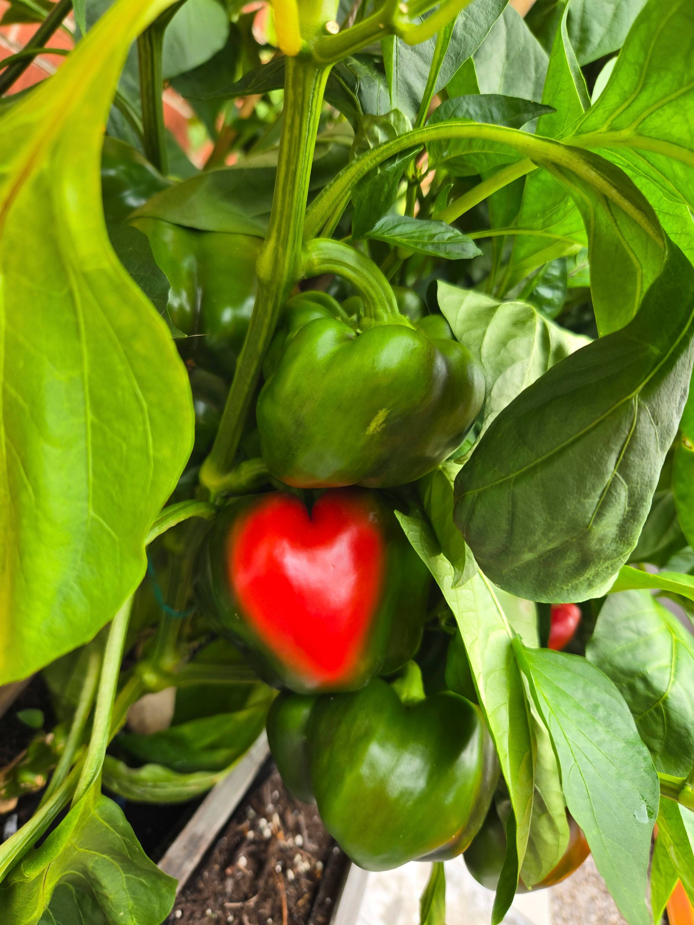Heart-shaped red pepper growing on a plant, surrounded by green leaves and unripe peppers.