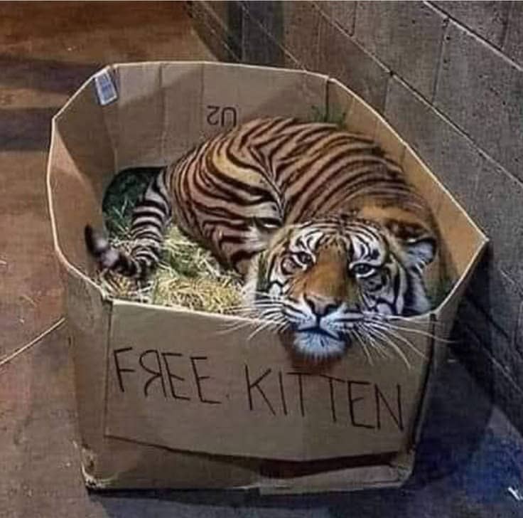 #99: Free to a good home meme