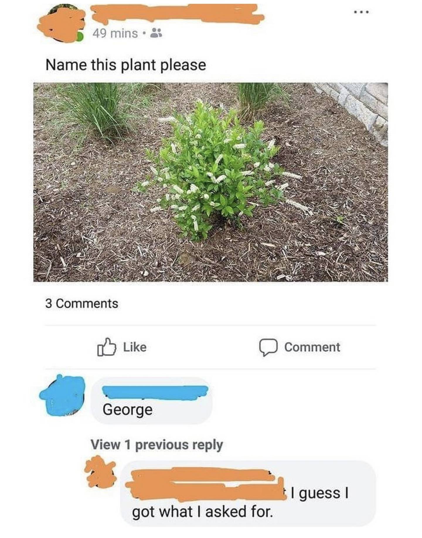 #100: Name this plant meme