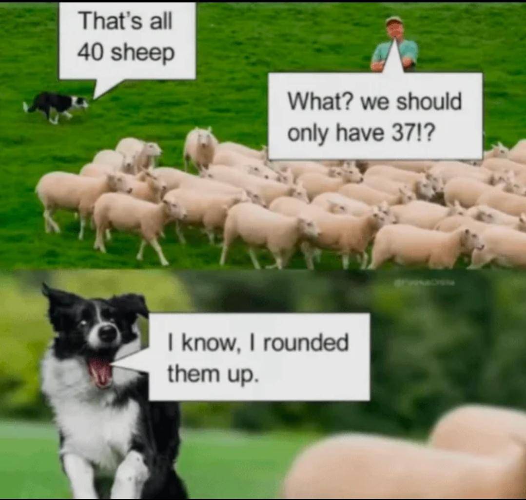 #81: Collie pun meme
