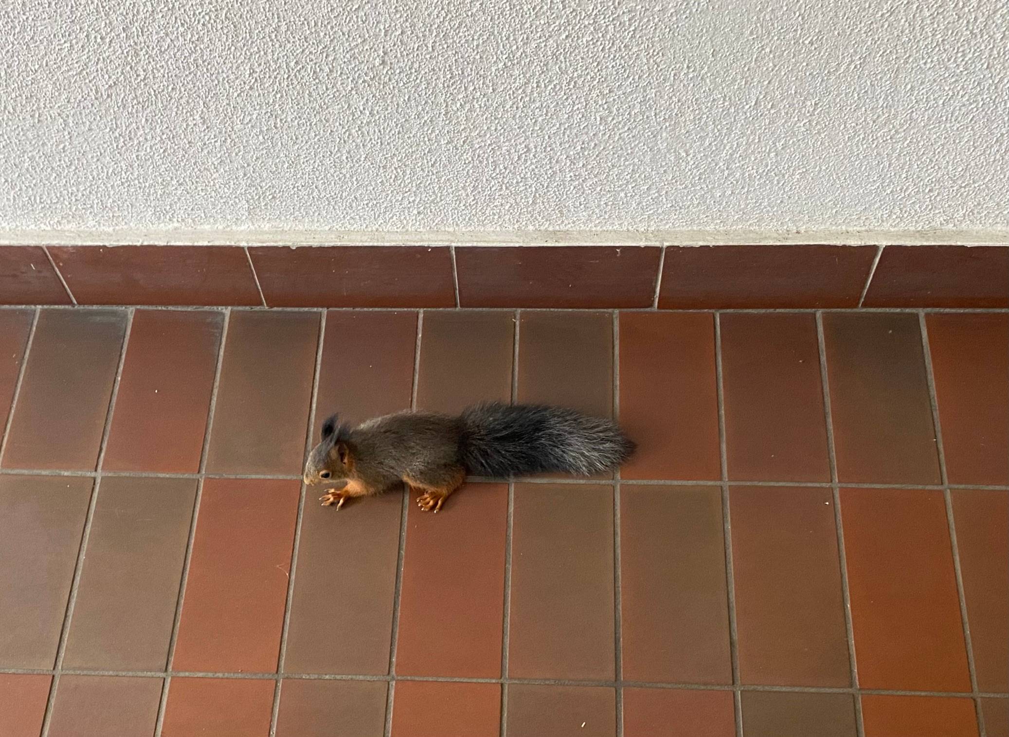 Baby Squirrel on my way to Physical Therapy