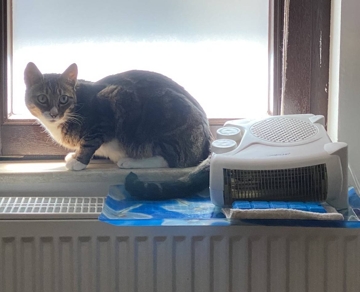 Cool Cat: Rufio with fan and cold pack