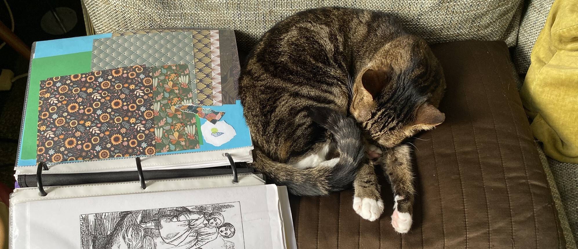 Rufio the cat helps with Back-to-School planning