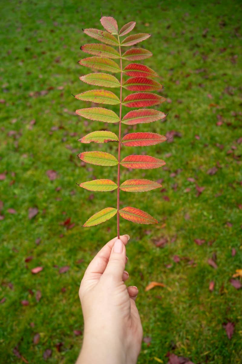 A hand holding a pinnate leaf with green and red autumn foliage against a grassy lawn