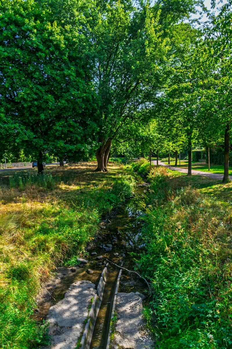 A narrow stream flowing through a sunlit park with tall green trees