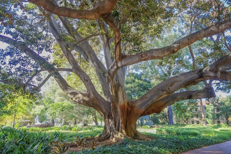 Ancient tree with sprawling branches in a vibrant green park.