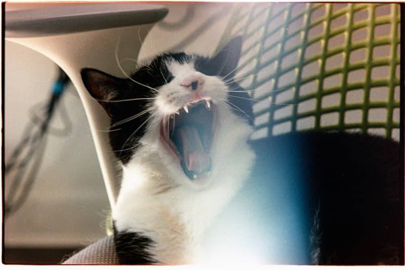 Black and white cat yawning widely, showing its teeth.