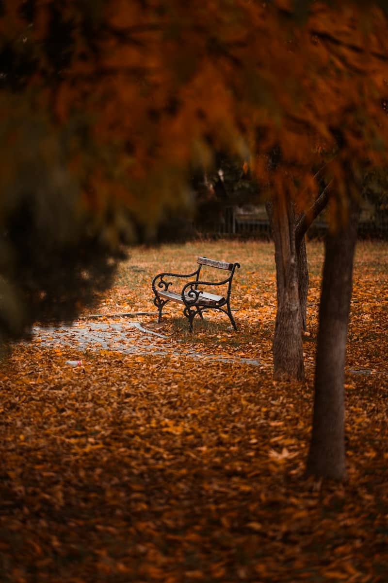 A wrought iron bench on a path covered in fallen autumn leaves