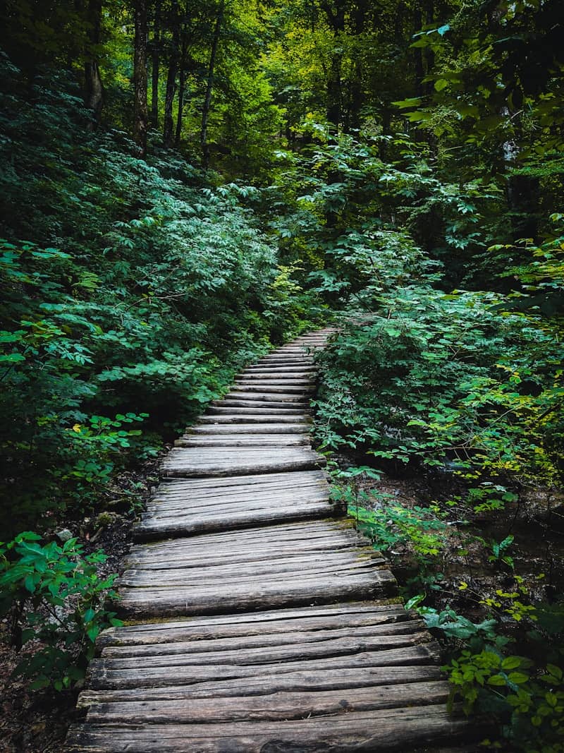 A wooden boardwalk path winds through a dense green forest.