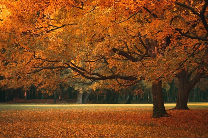 A large tree with orange foliage above a lawn covered in fallen leaves